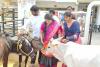 గోవుల సంరక్షణకు గోశాల ఏర్పాటు అభినందనీయం