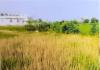 #Draft: Add Your Titleగడ్డి మందు పిచికారీతో రైతు వరి పంట ధ్వంసం