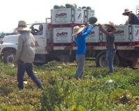 అమెరికా వ్యవసాయ రంగంలో  కూలీల కొరత సమస్య