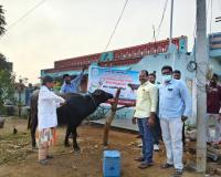 పాడి పశువుల కు గాలికుంటు వ్యాధి రాకుండా టీకాలు వేయించుకోవాలి