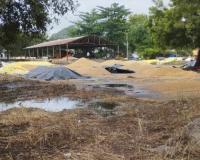 చేతికొచ్చే సమయంలోభారీ గా దెబ్బ తిన్న వరి, మక్కజొన్న