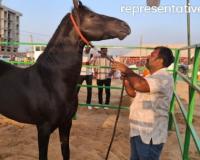  ‘షాబాజ్’ గుర్రం విలువ ₹15 కోట్లు?  ‘అన్మోల్’ అనే గేదె విలువ ₹23 కోట్లు, గుర్రాలు, గేదెల వేలం ప్రపంచ దృష్టిని ఆకర్షిస్తోంది