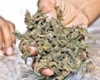 గొల్లపల్లి మండలంలో గంజాయి పట్టుకొన్న ఎస్ఐ, కృష్ణా సాగర్ రెడ్డి 