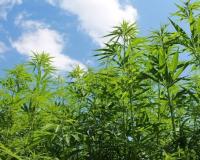 పల్లె పకృతి వనంలో గంజాయి తొ పట్టుబడిన యువకులు 