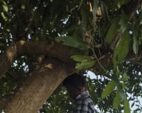 ఆరోగ్య పరిస్థితి బాగాలేక చెట్టు ఉరివేసుకొని యువకుని మృతి