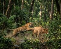 కొడిమ్యాల మండలంలో మళ్లీ పెద్దపులి దాడి – రెండో రోజు మరో ఆవు బలి, భయాందోళనలో గ్రామస్తులు