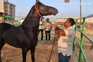  ‘షాబాజ్’ గుర్రం విలువ ₹15 కోట్లు?  ‘అన్మోల్’ అనే గేదె విలువ ₹23 కోట్లు, గుర్రాలు, గేదెల వేలం ప్రపంచ దృష్టిని ఆకర్షిస్తోంది