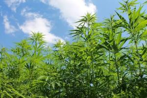 పల్లె పకృతి వనంలో గంజాయి తొ పట్టుబడిన యువకులు 