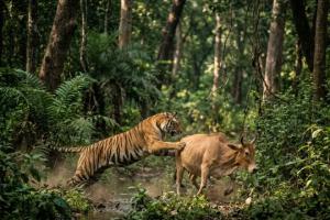 కొడిమ్యాల మండలంలో మళ్లీ పెద్దపులి దాడి – రెండో రోజు మరో ఆవు బలి, భయాందోళనలో గ్రామస్తులు