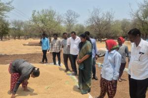 వరి ధాన్యం కుప్పలను పరిశీలించిన మాజీ జడ్పీ చైర్పర్సన్ వసంత