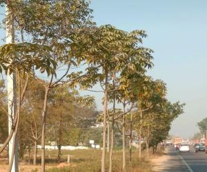 ఎల్కతుర్తి మండల కేంద్రంలో డెవిల్ ట్రీ లపై విమర్శలు