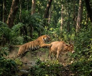 కొడిమ్యాల మండలంలో మళ్లీ పెద్దపులి దాడి – రెండో రోజు మరో ఆవు బలి, భయాందోళనలో గ్రామస్తులు