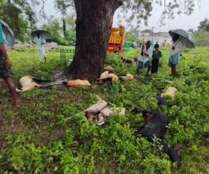 పిడుగుపాటుకు 15 గొర్రెలు మృతి